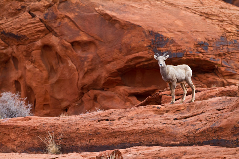 Bighorn On Slickrock